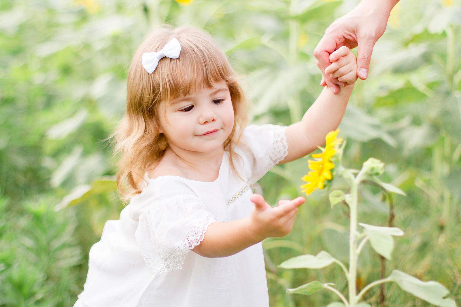 little girl admiring and playing with the sunflower at the sunflower field in Belcher, LA